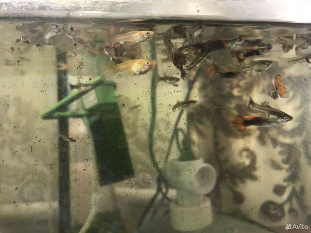 Рыбки в аквариум купить на Зозу.ру - фотография № 5