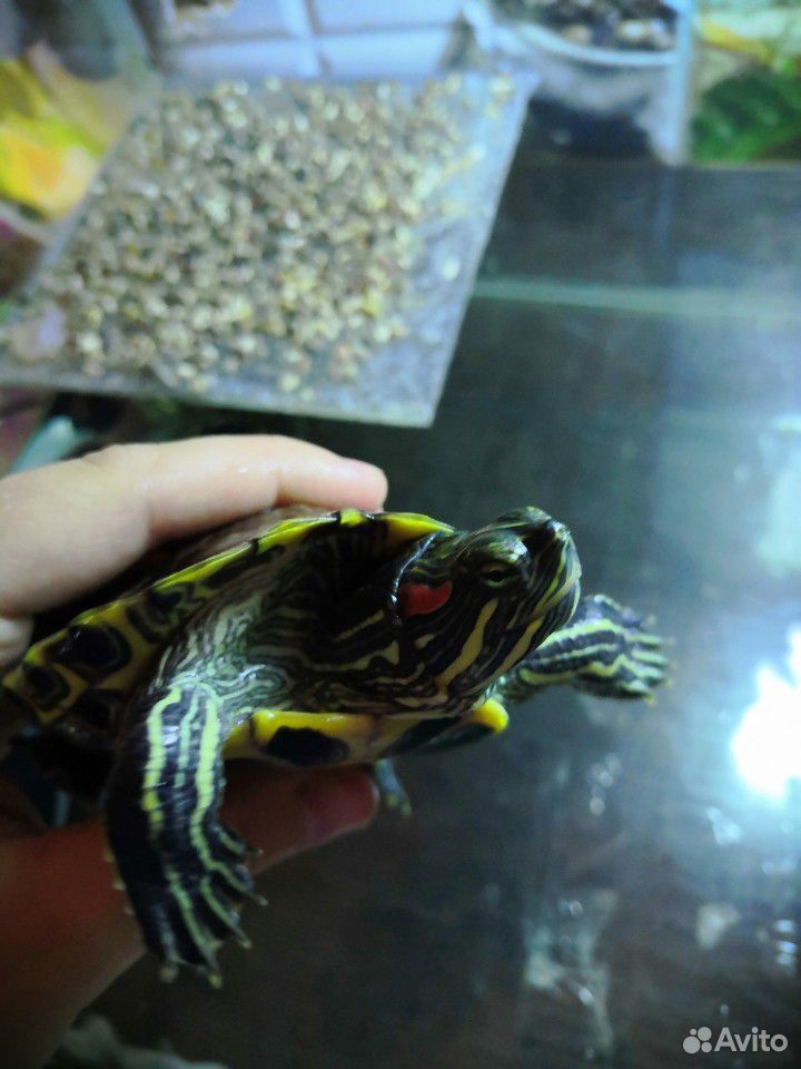Черепахи красноухие купить на Зозу.ру - фотография № 2