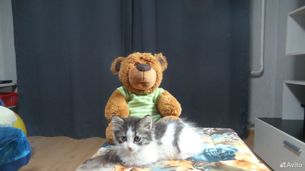 Котята 1,5 - 2 месяца купить на Зозу.ру - фотография № 5