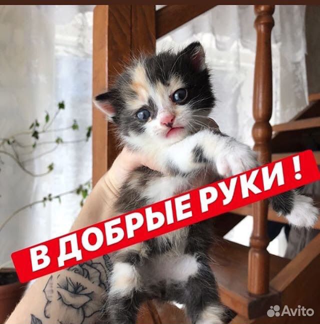 Котята мальчики и девочки купить на Зозу.ру - фотография № 5