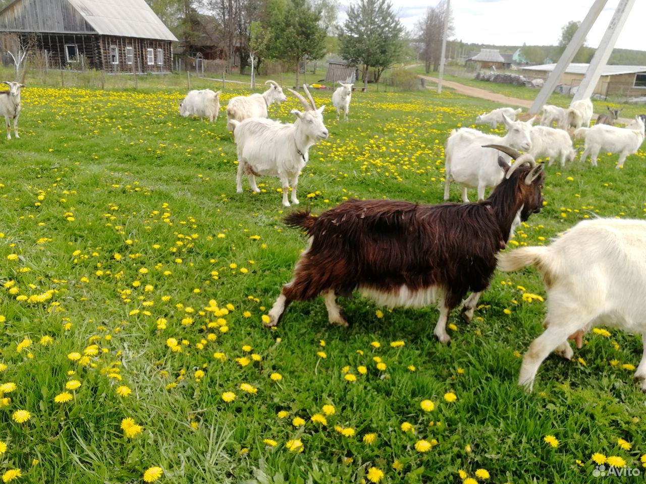 Продаётся коза, 2 козочки, 3 козлика купить на Зозу.ру - фотография № 4