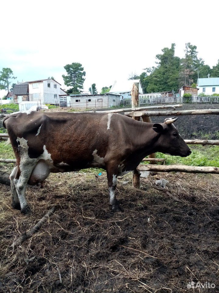 Продам корову на мясо купить на Зозу.ру - фотография № 4