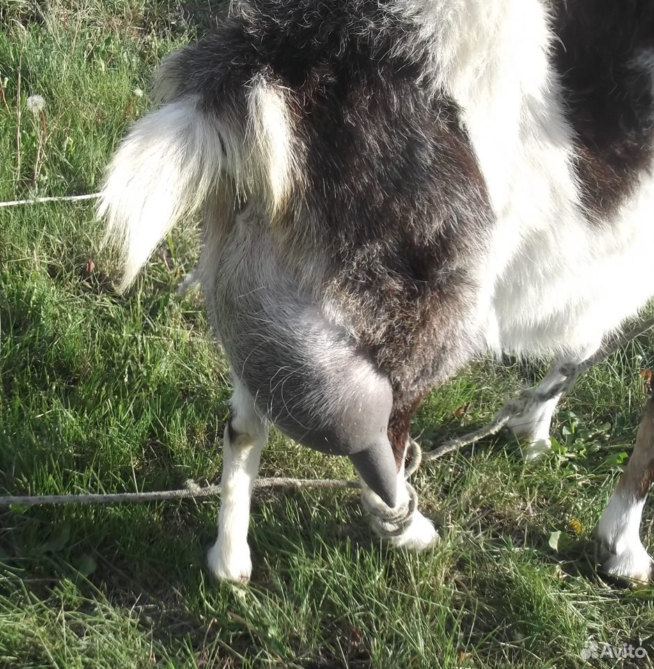 Продается коза купить на Зозу.ру - фотография № 1