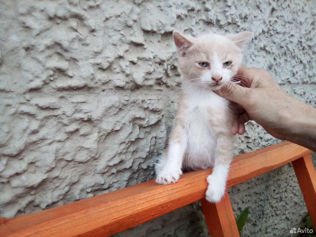 Котик рыжа-белый купить на Зозу.ру - фотография № 1