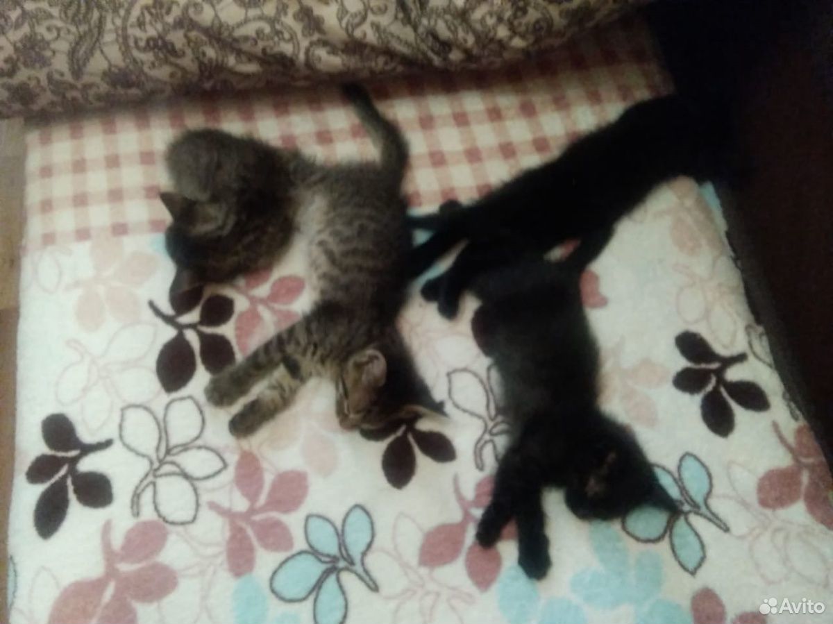 Одмам котов В добрые руки 3 кота 1 серый 2 чёрны 1 купить на Зозу.ру - фотография № 3