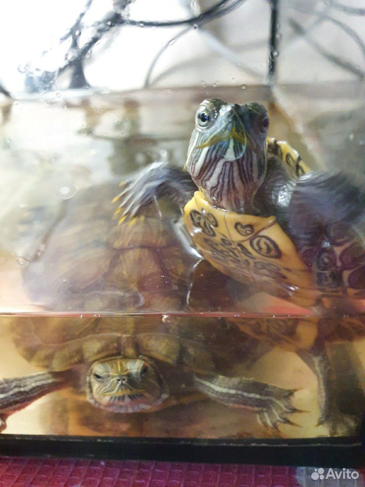 Продам черепах с аквариумом купить на Зозу.ру - фотография № 1