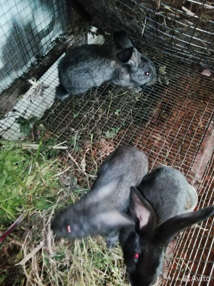 Кролики породы "фландр" купить на Зозу.ру - фотография № 8