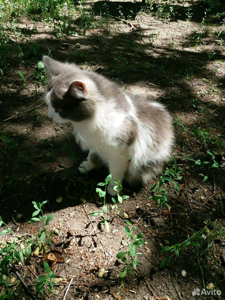 Котик Тиша очень хочет домой купить на Зозу.ру - фотография № 3