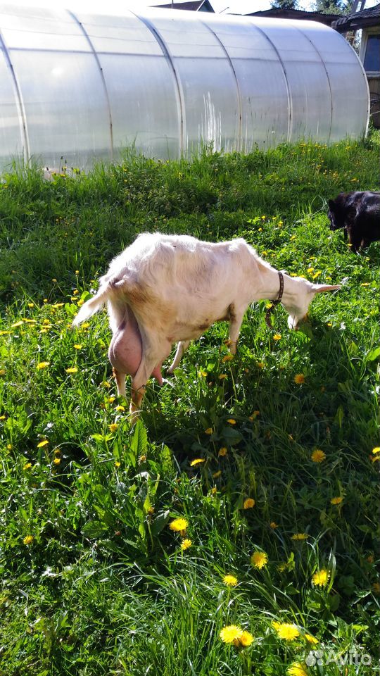 Высокоудойная коза купить на Зозу.ру - фотография № 2