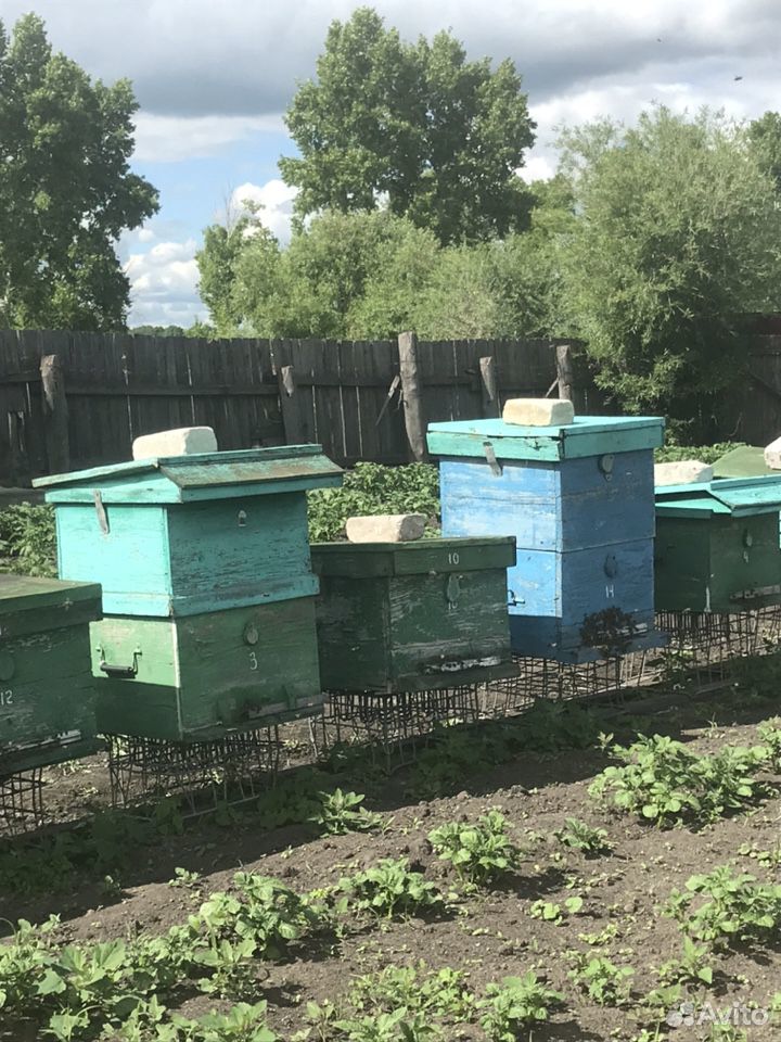 Пчёлы, улей, улики, пчелосемья купить на Зозу.ру - фотография № 1