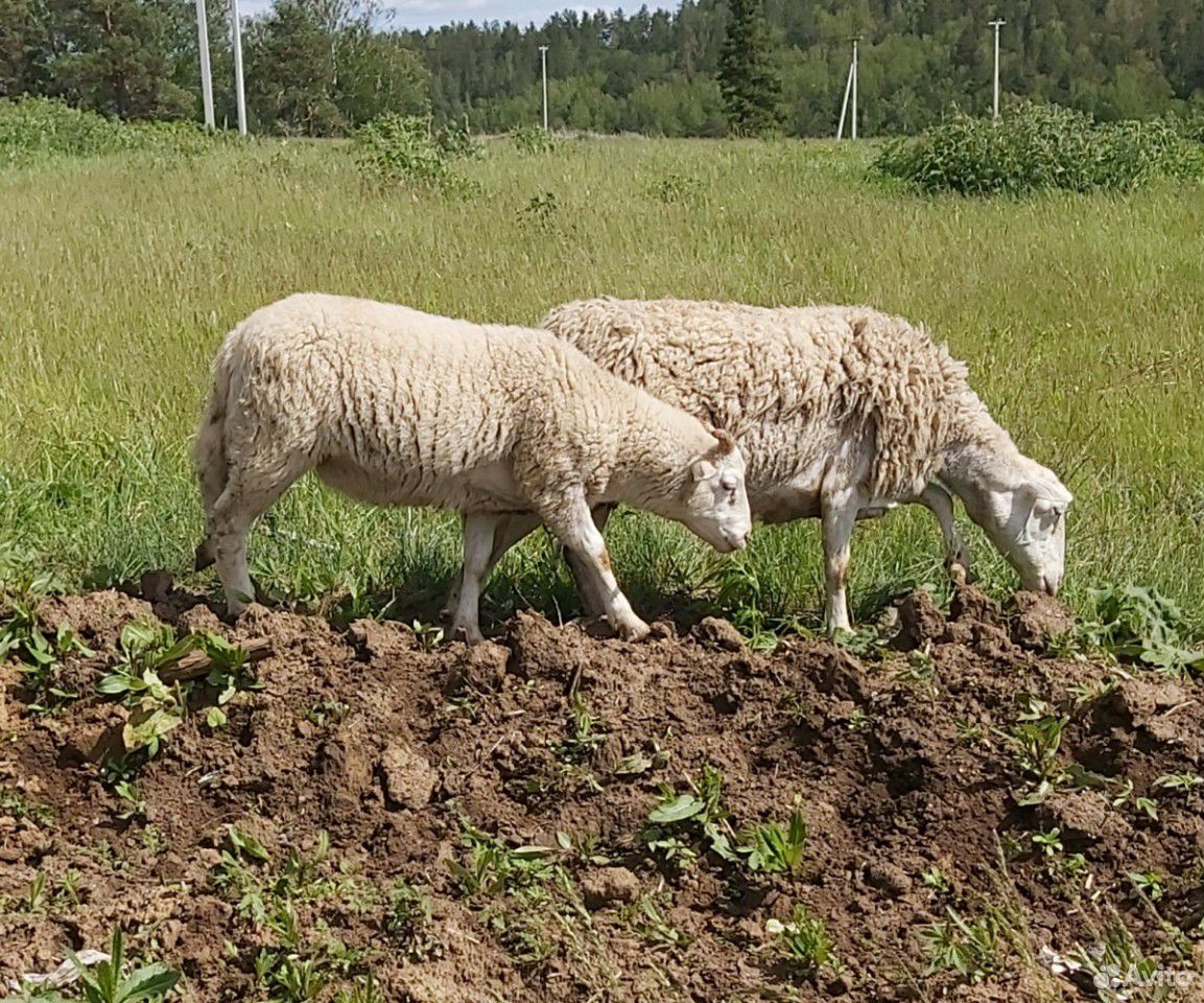 Овцы. баран на племя от катумского барана купить на Зозу.ру - фотография № 9