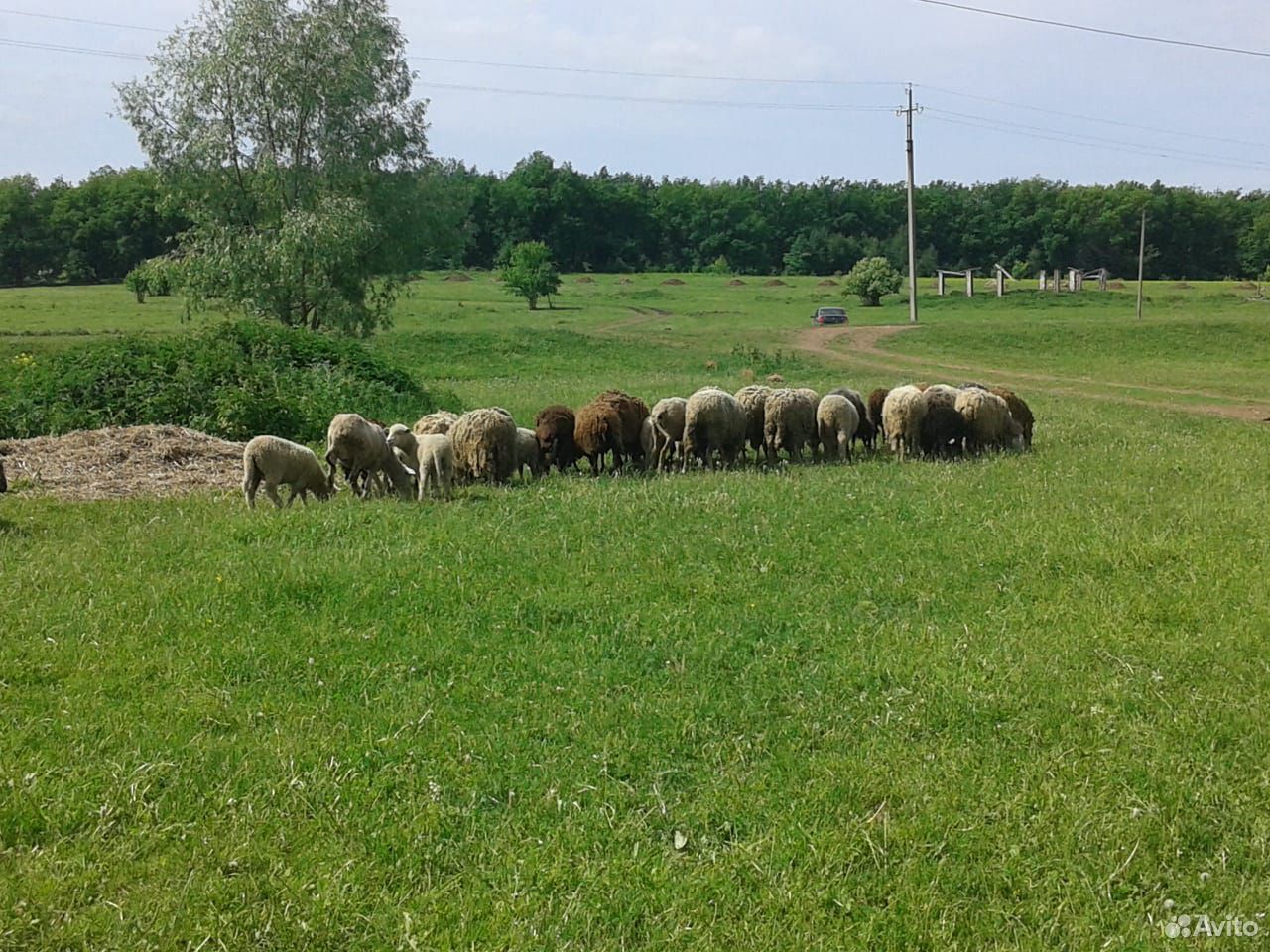 Овцематки купить на Зозу.ру - фотография № 3
