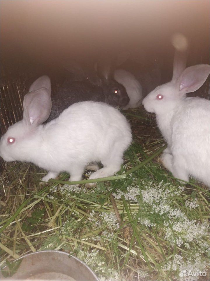 Кролики мясной породы и кролята купить на Зозу.ру - фотография № 3