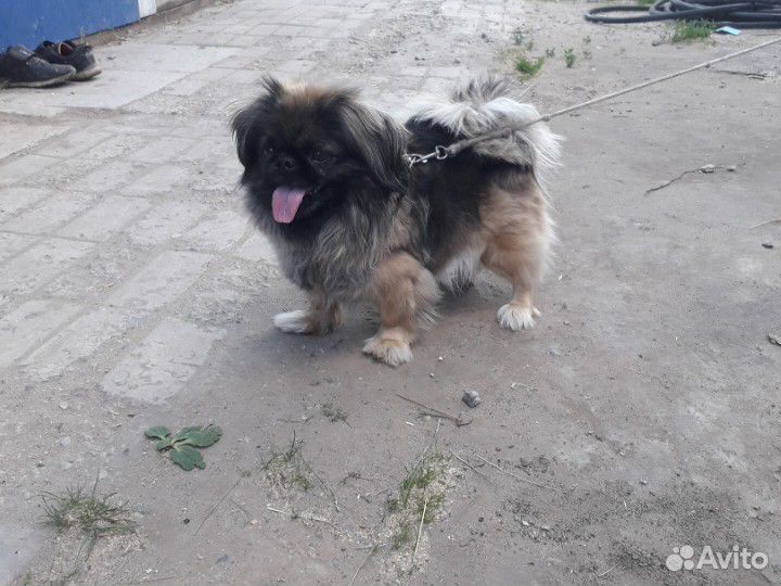Собака пикенес (2 года) купить на Зозу.ру - фотография № 2