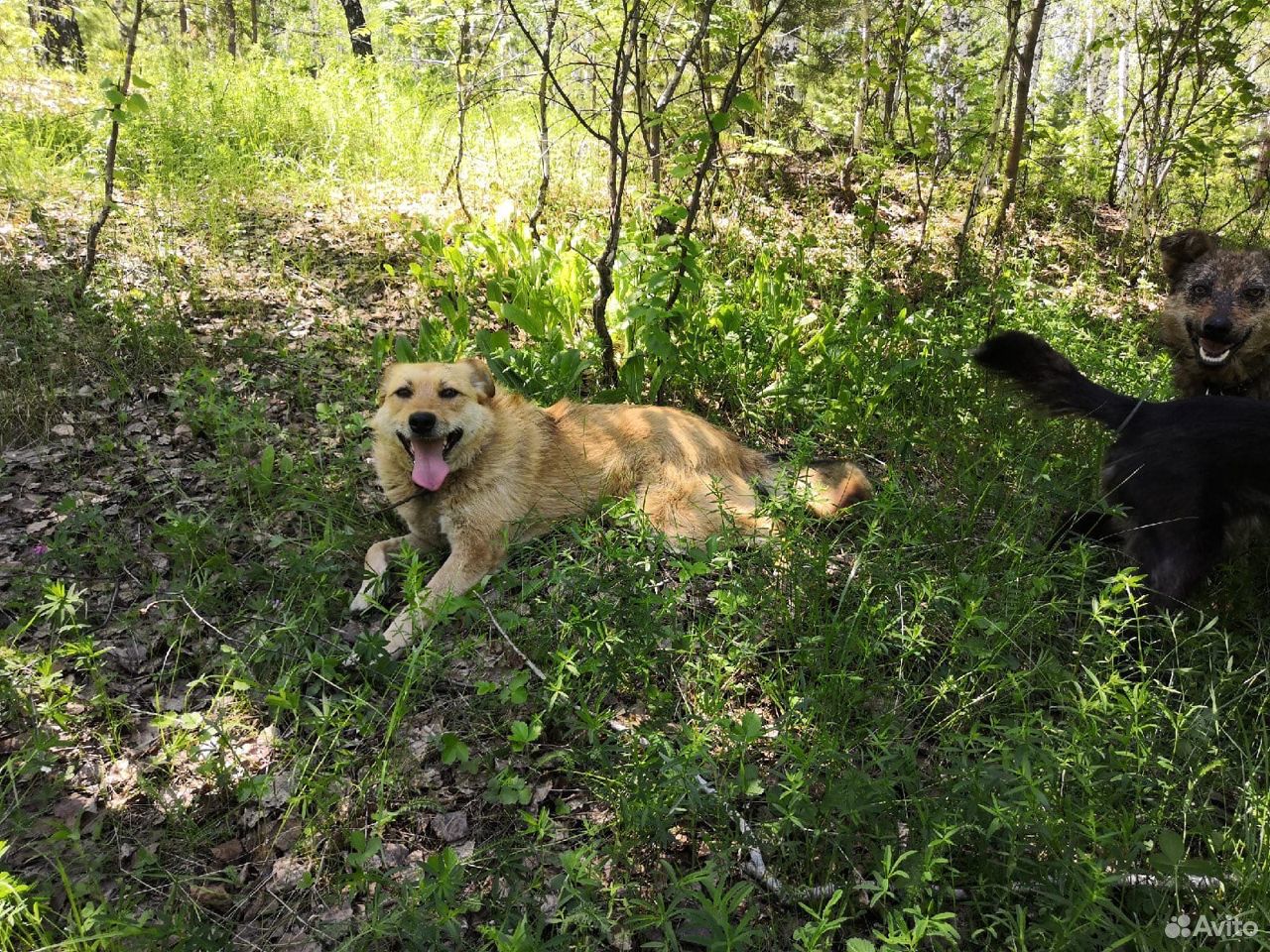 Солнечная собака ищет дом купить на Зозу.ру - фотография № 2