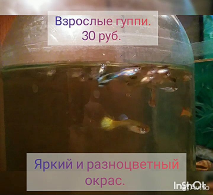 Рыбки гуппи купить на Зозу.ру - фотография № 2