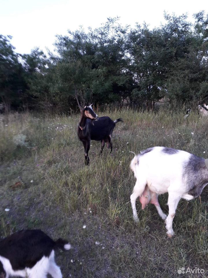 Хорошие молочные козы купить на Зозу.ру - фотография № 3