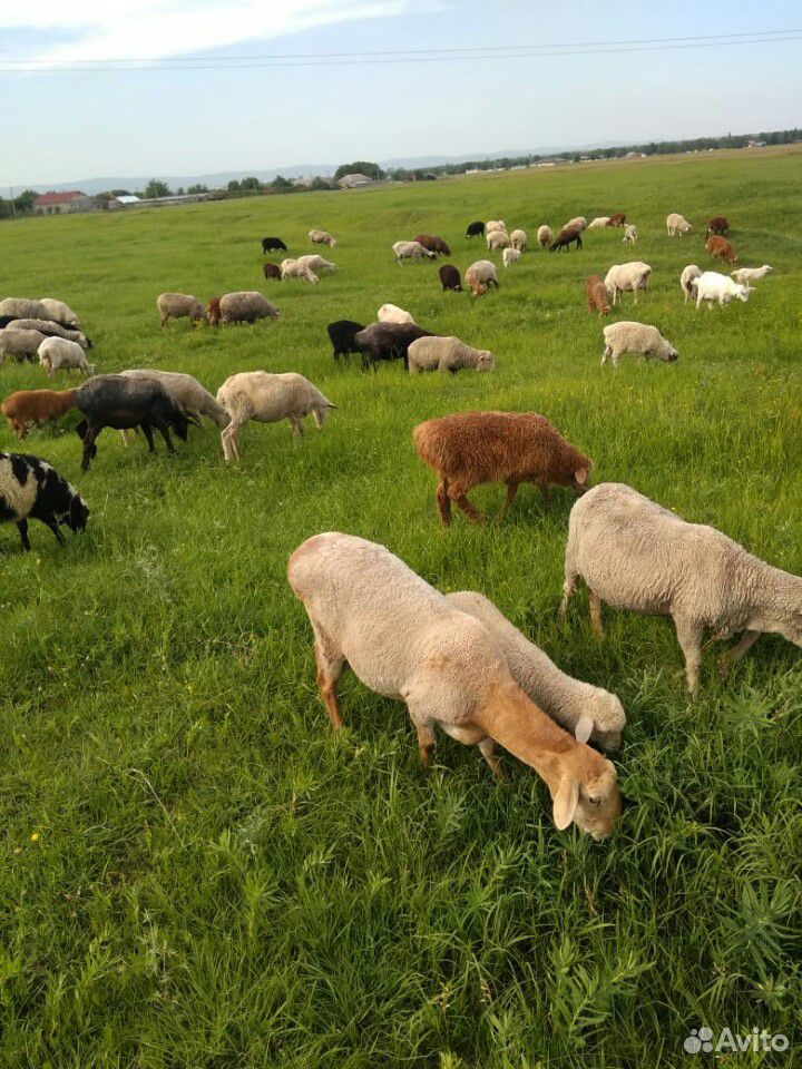 Овцы и Ягнята.+ овечая шерсть купить на Зозу.ру - фотография № 1