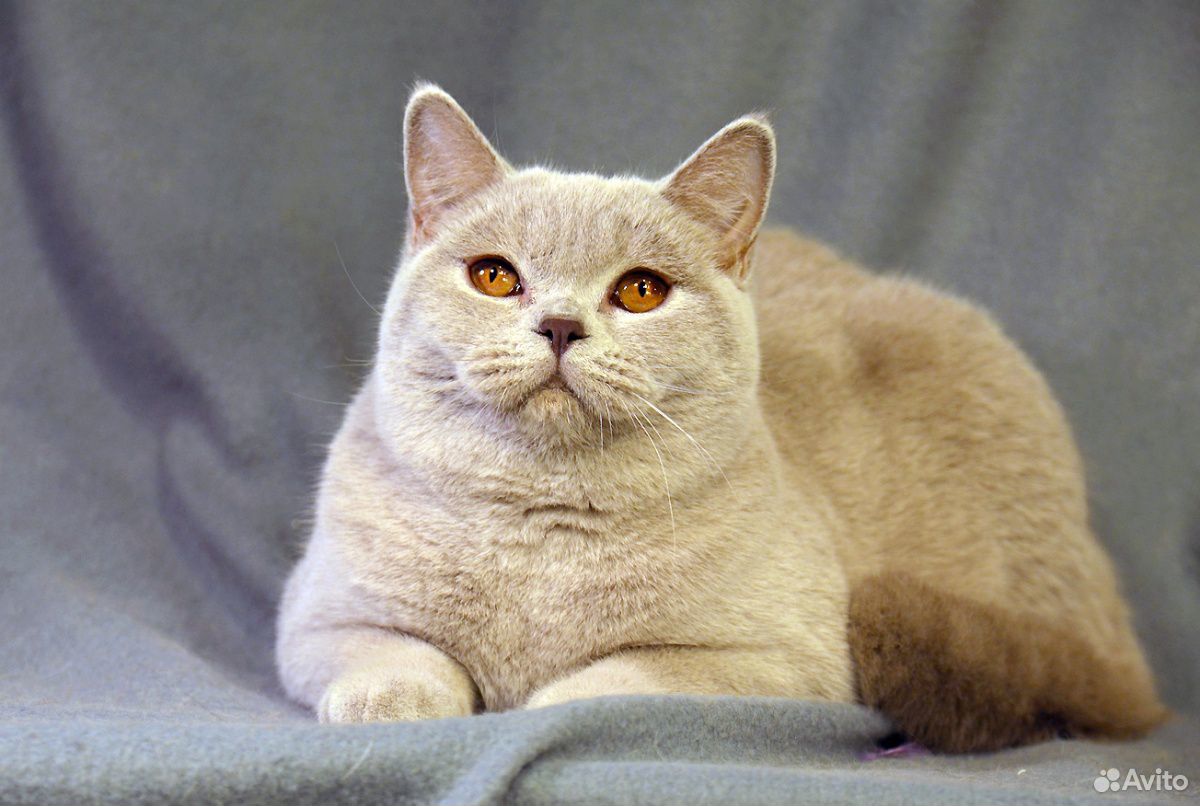 Британские котята купить на Зозу.ру - фотография № 9