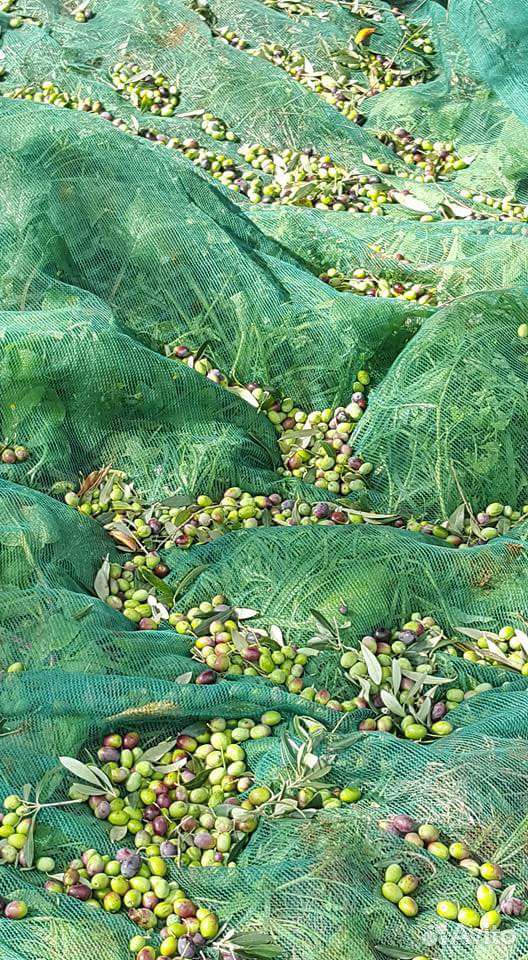 Олива европейская плодоносящая вечнозелёная купить на Зозу.ру - фотография № 4