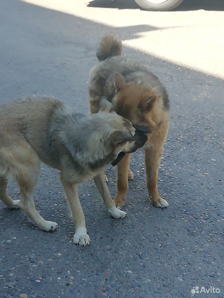 Два прекрасных бездомных щенка купить на Зозу.ру - фотография № 2