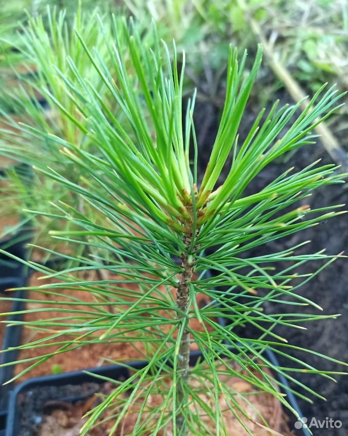 Саженцы кедра сибирского Pinus Sibirica зкс купить на Зозу.ру - фотография № 1