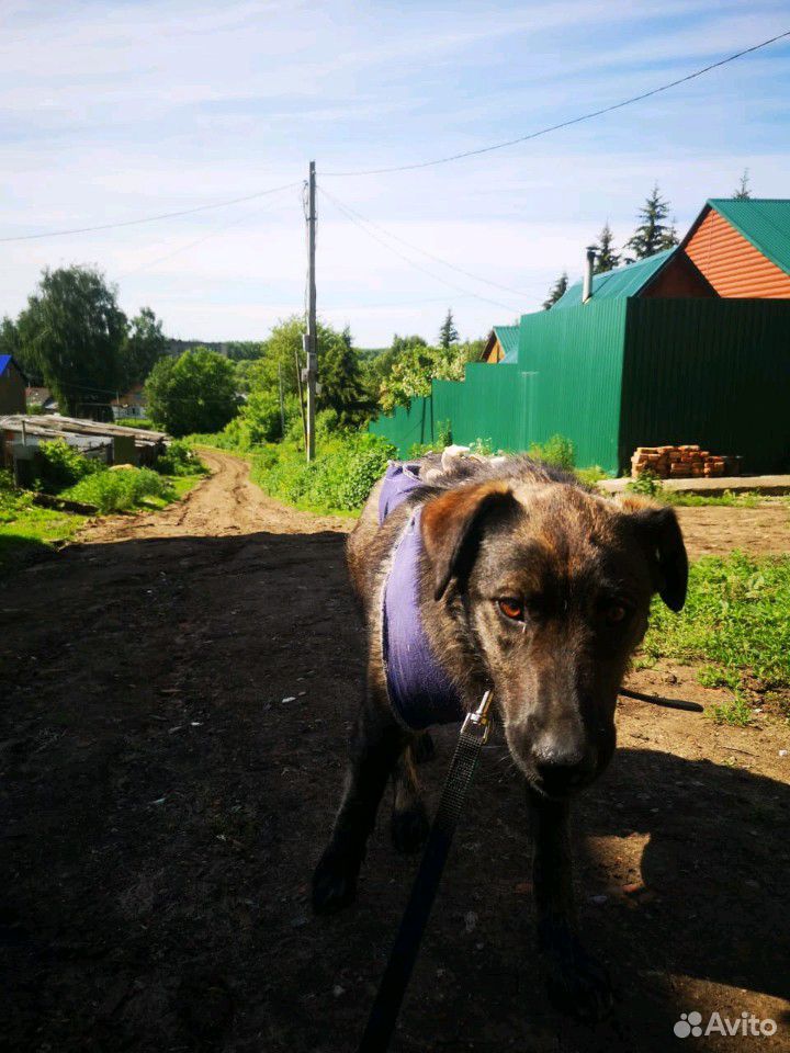 Молодая собачка в надежные руки купить на Зозу.ру - фотография № 7