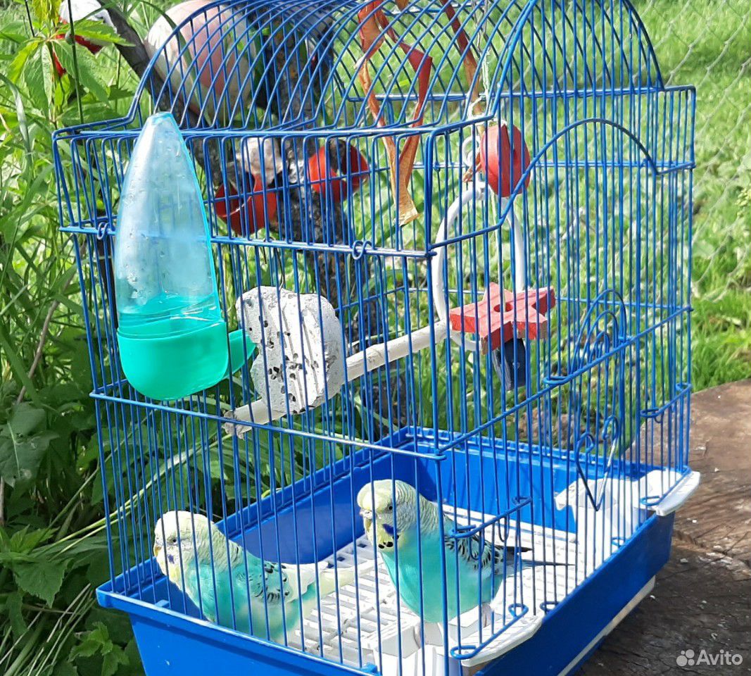 Пара волнистых попугайчиков с клеткой купить на Зозу.ру - фотография № 5