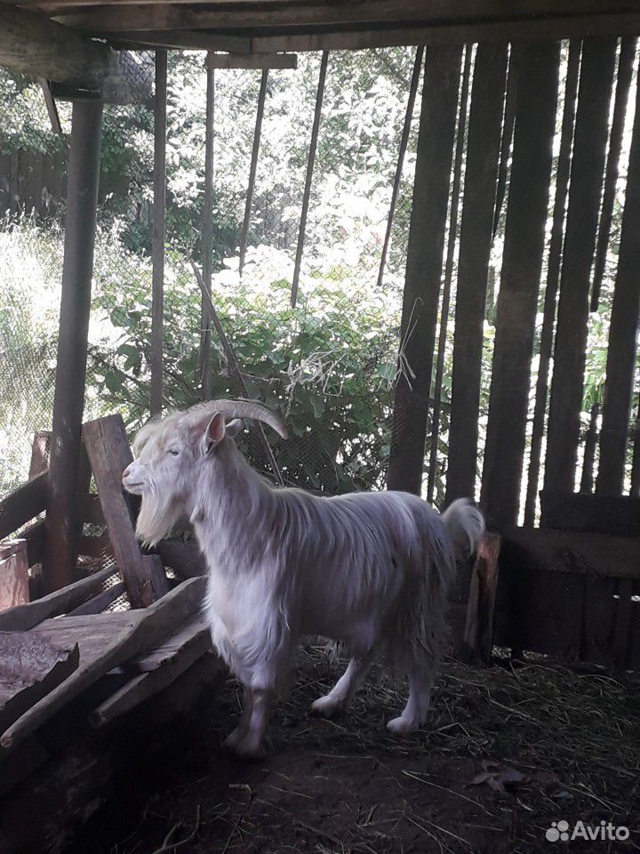 Продам активного шустрого козла на племя и 2 молод купить на Зозу.ру - фотография № 5