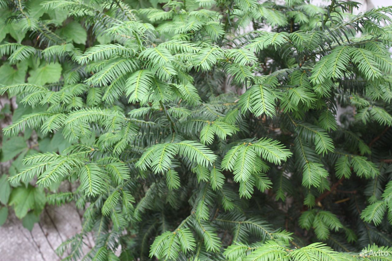 Тис - вечнозеленое хвойное дерево (кустарники) купить на Зозу.ру - фотография № 1