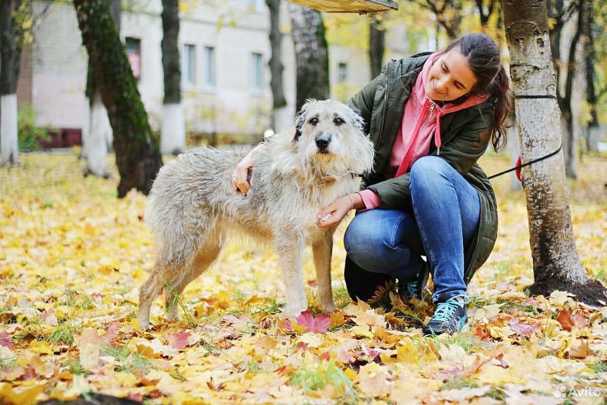 Собака-бородуля Тиша в добрые руки купить на Зозу.ру - фотография № 2
