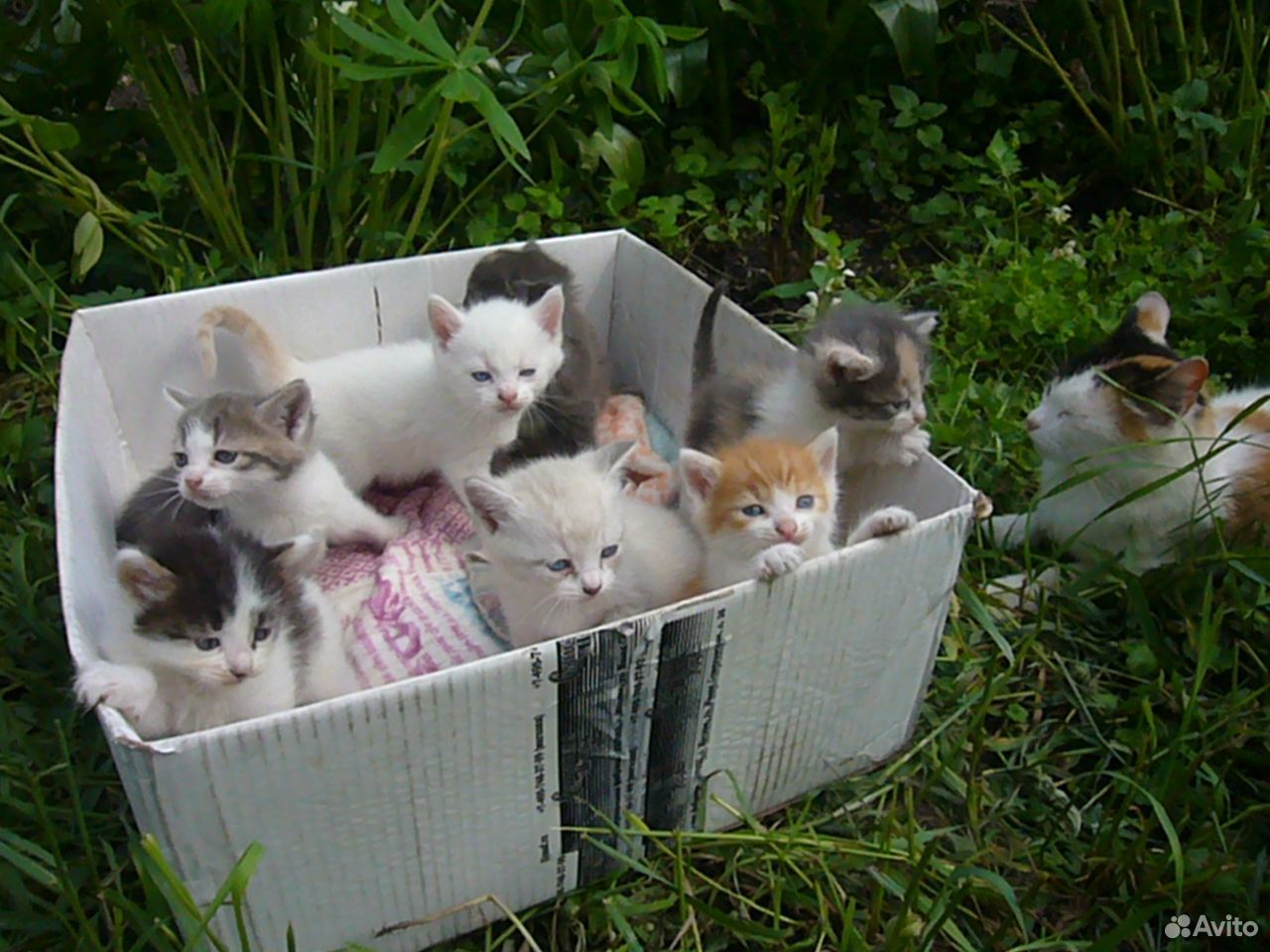Милые котята в добрые руки купить на Зозу.ру - фотография № 1