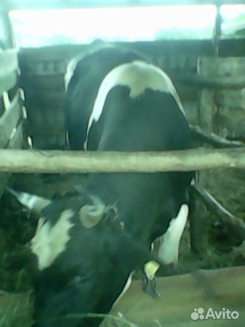 Продам или обменяю на ягнят молочных коров.Бык на купить на Зозу.ру - фотография № 9