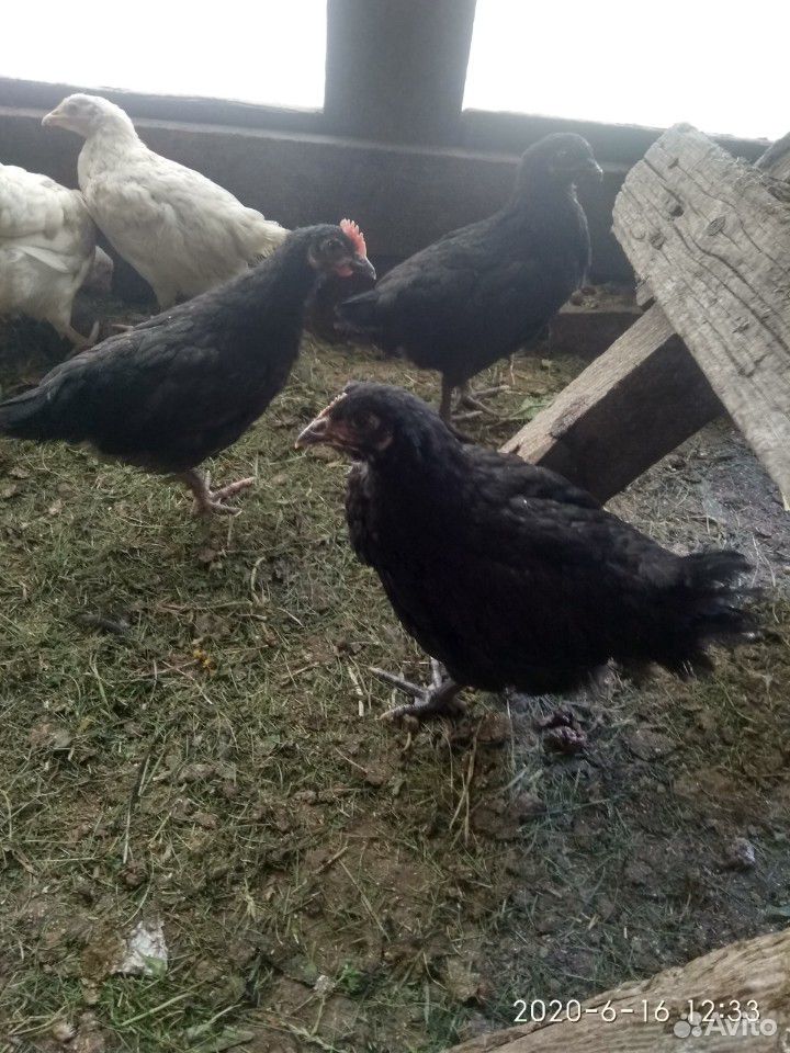 Цыплята от домашних кур купить на Зозу.ру - фотография № 3