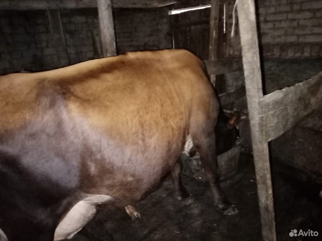 Корова дойная,с теленком дает 12литров молока купить на Зозу.ру - фотография № 10