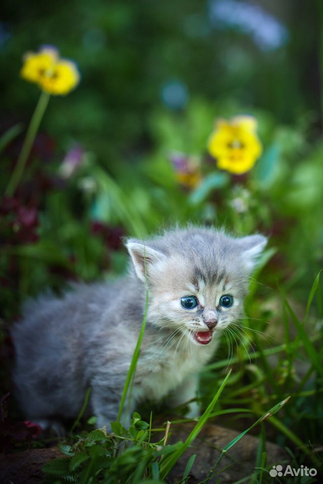 Сибирские котята купить на Зозу.ру - фотография № 9