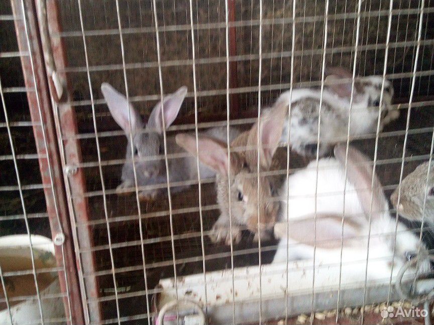 Кролик 1,5 мес купить на Зозу.ру - фотография № 1