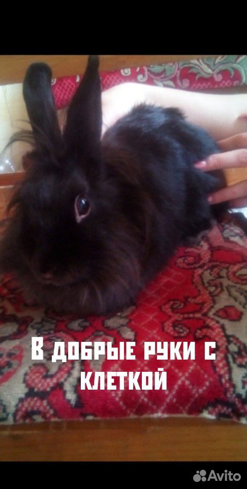Кролик декоративный купить на Зозу.ру - фотография № 1