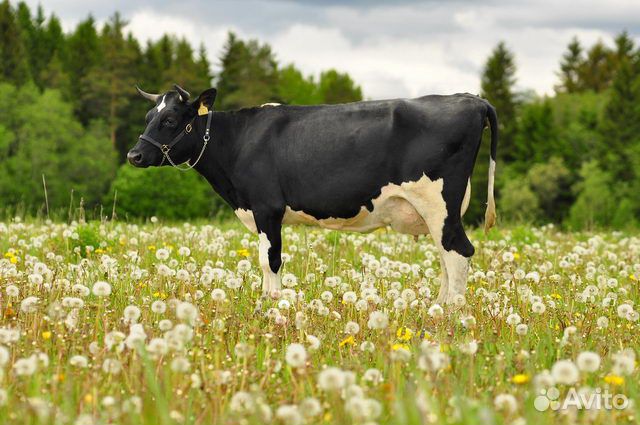 Коровы, черно-пестрая, красная ,телка купить на Зозу.ру - фотография № 1