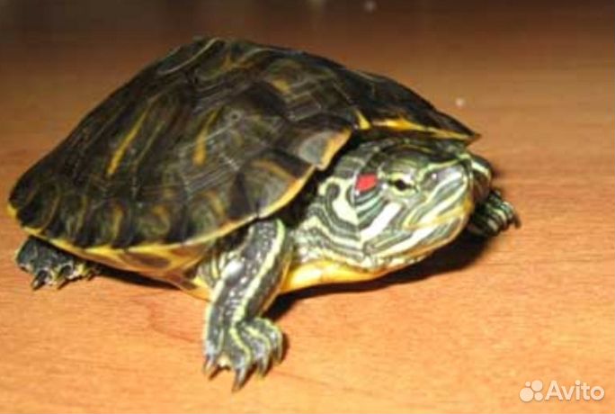 Продам красноухую черепаху купить на Зозу.ру - фотография № 1