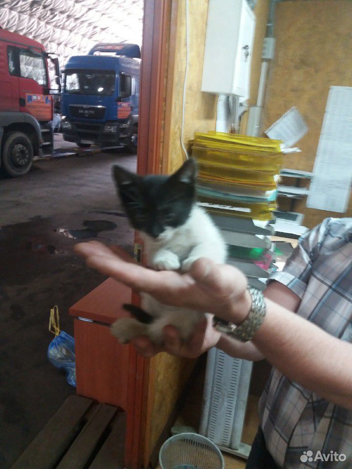 Отдам котят купить на Зозу.ру - фотография № 7