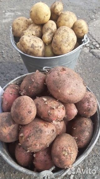 Картошка деревенская купить на Зозу.ру - фотография № 4