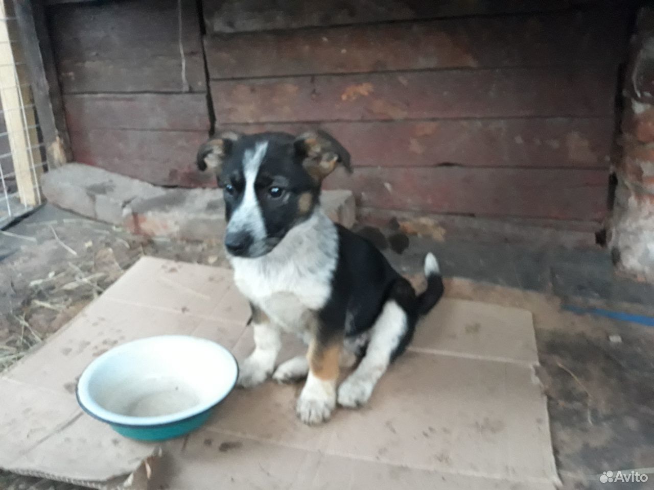 Камри, коротколапый щенок, ждёт хозяина купить на Зозу.ру - фотография № 1