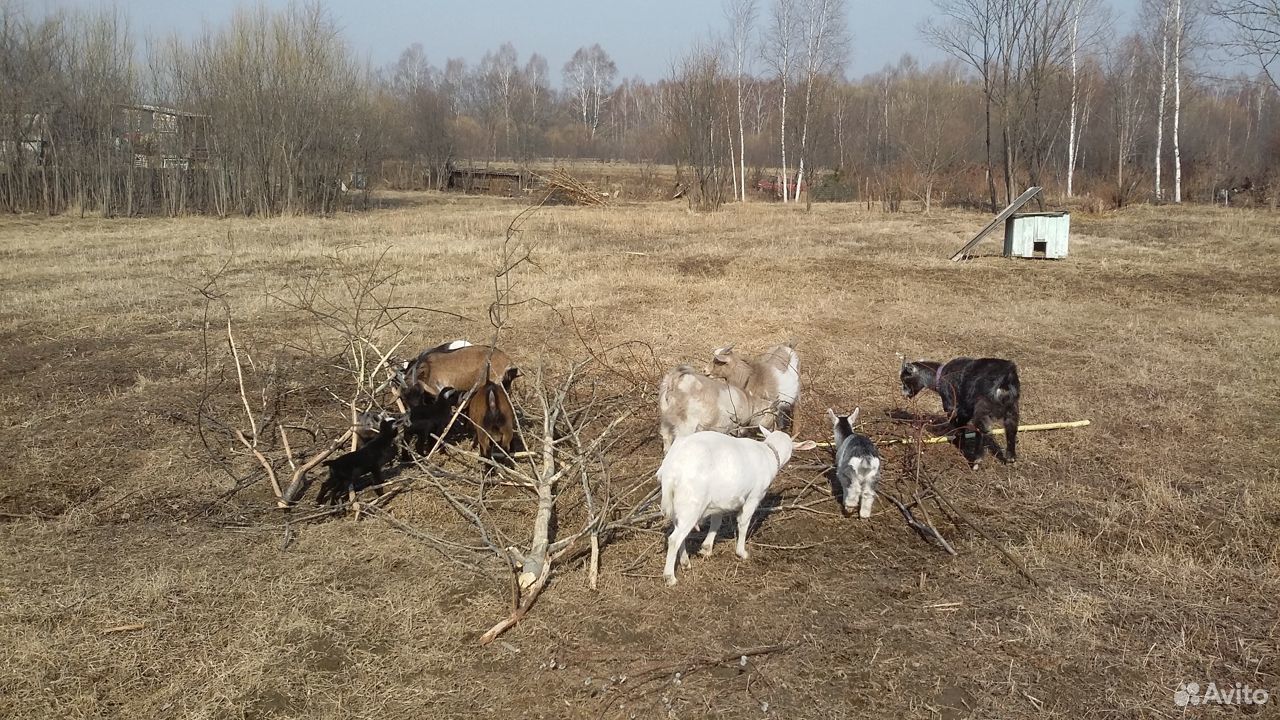 Камерунские козы купить на Зозу.ру - фотография № 2