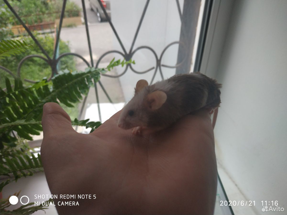 Японский мышки купить на Зозу.ру - фотография № 7