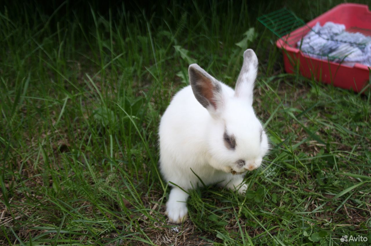 Маленький домашний декоративный кролик 3 месяца купить на Зозу.ру - фотография № 1