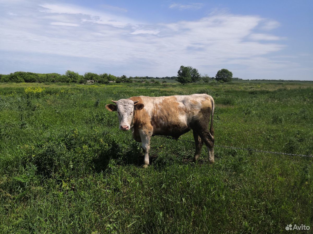 Говядина мясо, бычки купить на Зозу.ру - фотография № 4