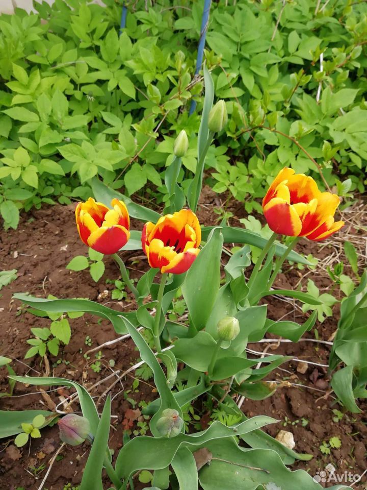 Сортовые многолетние тюльпаны купить на Зозу.ру - фотография № 3