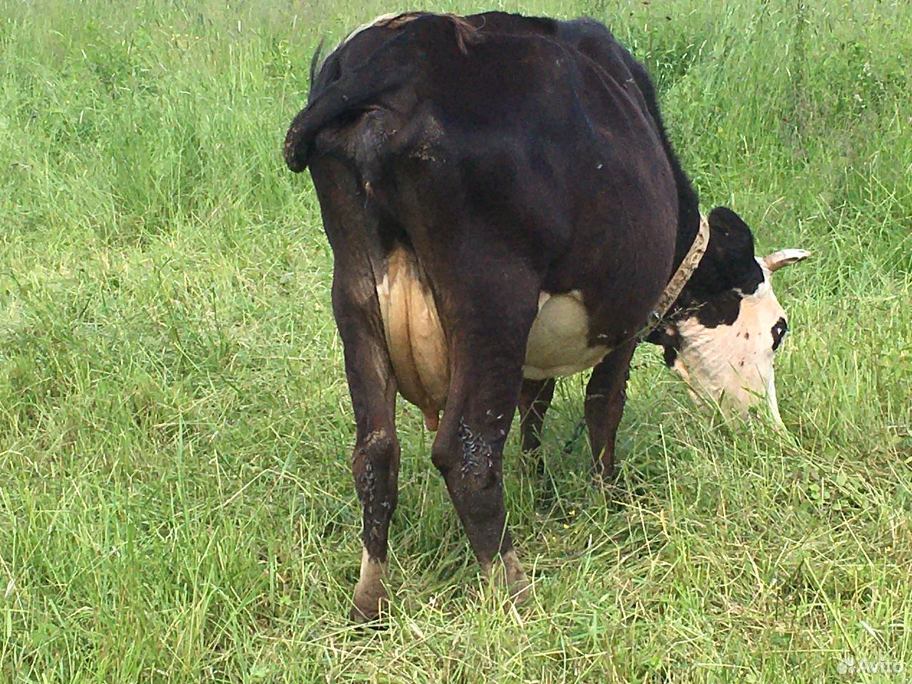 Корова, бык и телята купить на Зозу.ру - фотография № 8