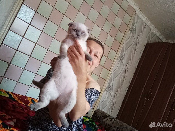 Котенок бретанка купить на Зозу.ру - фотография № 2